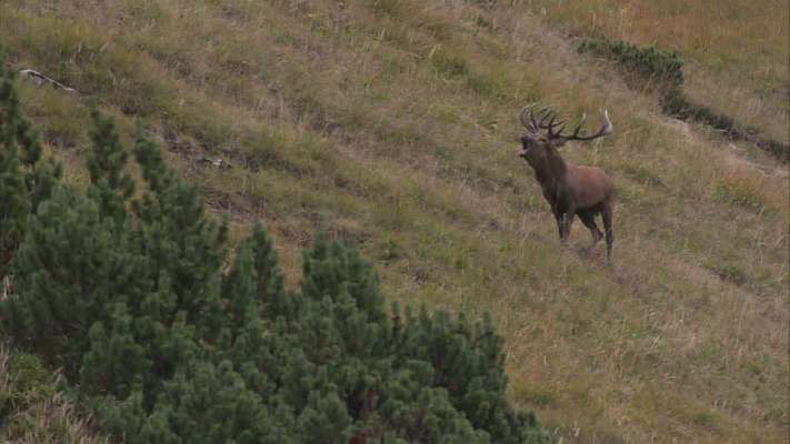 media/k2/galleries/5846/thumbs/cerf.jpg