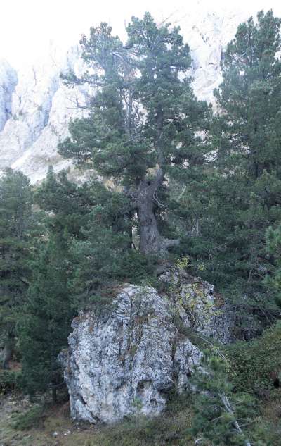 media/k2/galleries/12672/thumbs/Zirm.jpg
