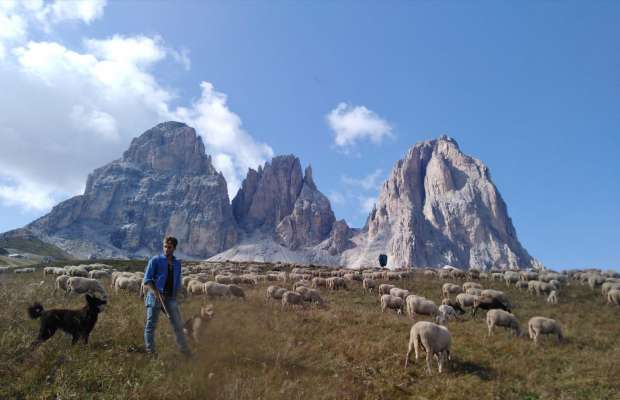 media/k2/galleries/13901/thumbs/martino_feides_pester.jpg