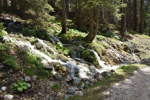 A spaso par un troi, su par ‘na strada, su ‘na monte, par el bosco; da anes ra Regoles e el Parco d’Anpezo i mena ra nostra śente a conosce depì e meo el so paes. 
