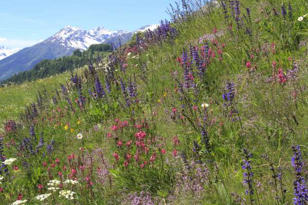 I pres da flu alpins é le habitat de cösta sort de paol. foto: Juerg Schmid
