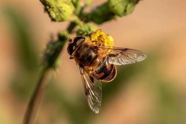 L distret biologich era sostegnù ence dai arlevadores de eves, metudes en pericol da la doura di velens.
