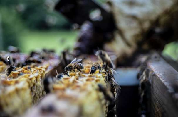 Südtirol é öna dles prömes regiuns/provinzies che tol pert ala rëi europeica BiodivERsA. foto: Unsplash/provinzia.bz
