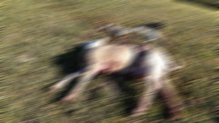 media/k2/galleries/17550/thumbs/biscia_scarzada.jpg