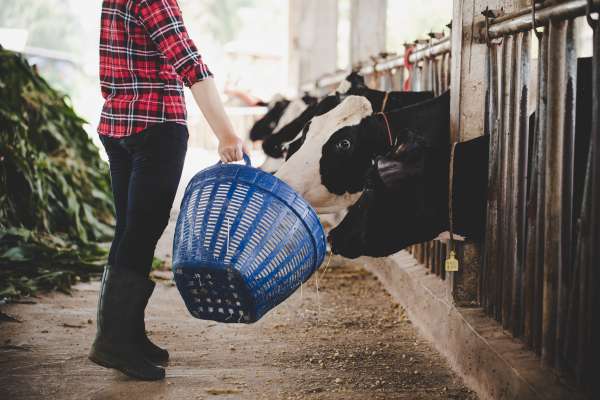 media/k2/galleries/17779/thumbs/young-woman-working-with-hay-for-cows-on-dairy-farm.jpg