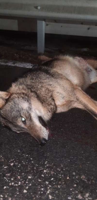 media/k2/galleries/18335/thumbs/Wolf1.jpg