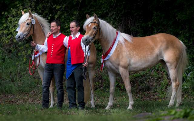 Simon Dapoz (amc) y Thomas Alfreider cun sües ciavales. (foto: Uniun di Haflinger dl Südtirol/Armin) 
