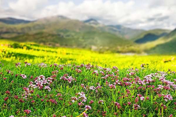 media/k2/galleries/20123/thumbs/highland-meadow-pyrenees_web.jpg