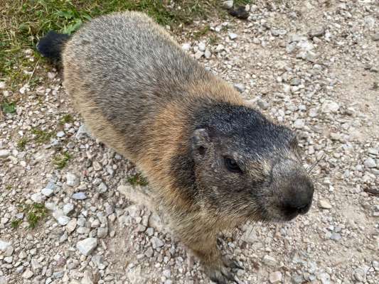 Pacho, la muntagnola zertia che vir sön la munt de Valparora
