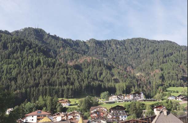 L bosch via n Sureghes, che va su ërt de viers dla Mont de Sëuc, cun de plu taces rosses. La gauja: l chëifer dla scorza.
