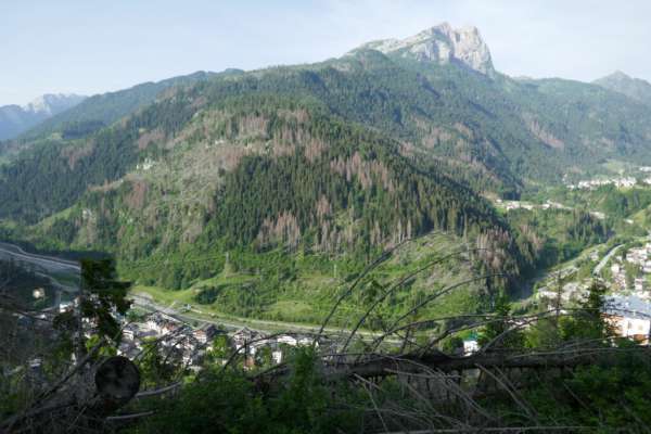 L bosch te na foto dal sit de Mountain Wilderness.
