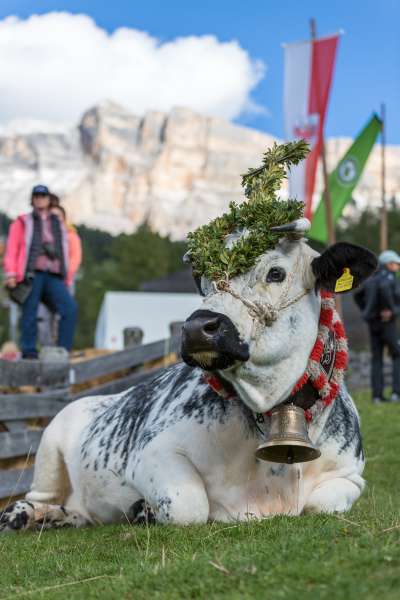 La vacia cun la gherlanda, sëgn che al ne é nia sozedü desgrazies. (foto de Janpaul Irsara) 
