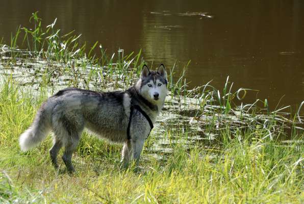 Retrat simbolich de n husky siberian. foto: freepik/license
