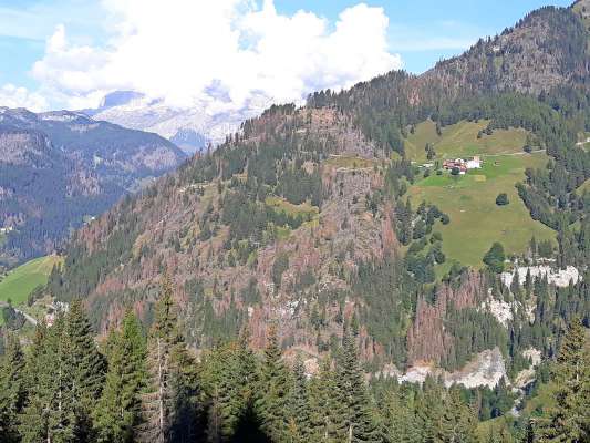 El bosch su per el Col de Lana rebalté da Vaia.
