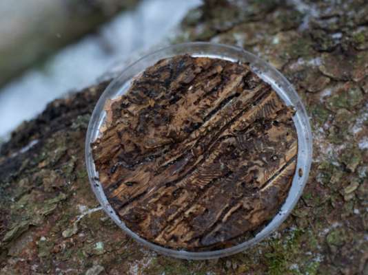 Le zënter de competënza dla sanité dles plantes al’Université da Balsan y Eurac Research descür la suraviënza dl arlogn (chefer dla scorza), por ciafé sö conescënzes nöies. foto: Lucas Leander Gaiger
