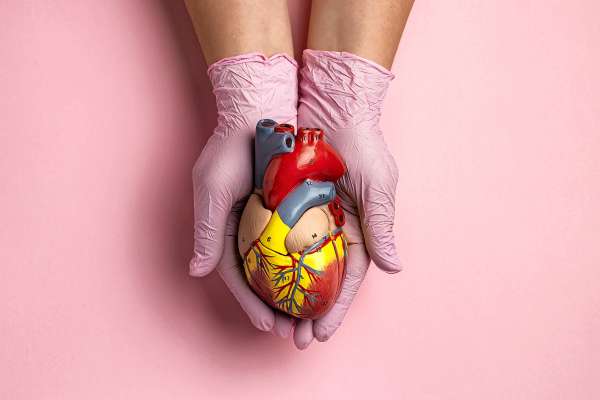 media/k2/galleries/23025/thumbs/person-holding-anatomic-heart-model-educational-purpose_web.jpg