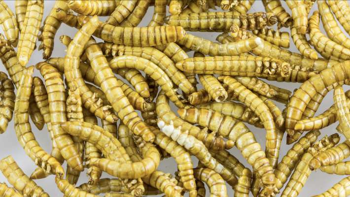 Le romun dala farina ghel é bele da ciafé te deplü spëisa. foto: © Raimond Spekking / CC BY-SA 4.0 (via Wikimedia Commons) (https://commons.wikimedia.org/wiki/File:Mealworms_as_food-2389.jpg), https://creativecommons.org/licenses/by-sa/4.0/leg
