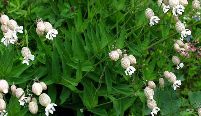 I sgrijolons o schiopec, en botanica Silene vulgaris, 

