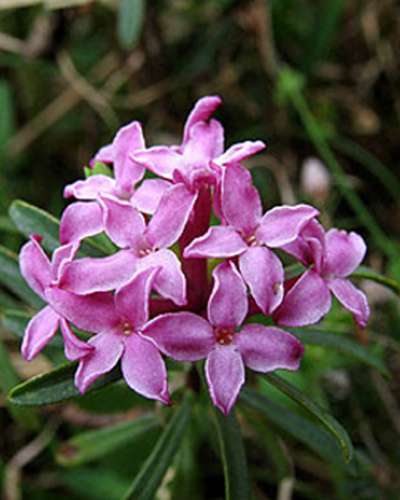 Daphne striata.
