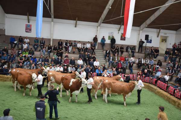 Al vëgn porté dant i bi armënc a San Laurënz. (Foto: rinderzuchtverband.it
