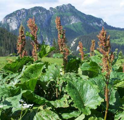 Rumex alpinus.
