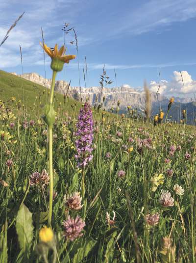 Bur tëmp de juni cun i ciamps mo da sië