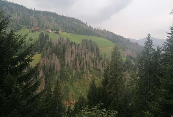 Bosch cun lëgns sëc sura Pidrô sö. Foto: Ispetorat Forestal
