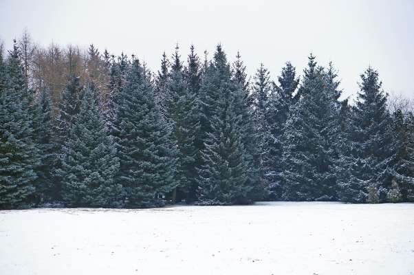 media/k2/galleries/28622/thumbs/landscape-field-surrounded-by-evergreens-covered-snow-daytime-winter_web.jpg
