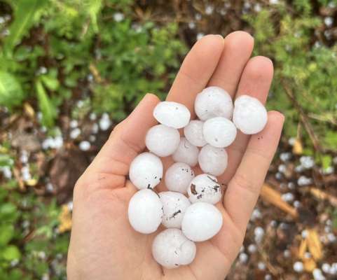 Granijores tomades chësc domisdé tl raiun da La Val cina Badia.
