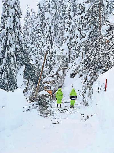 Le plánte rebaltade da la gran nevësta del 2020 ite per la strada da Contrin.
