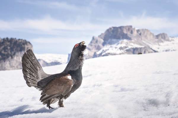 Cun si foto de n gial grisc à Lukas Runggaldier venciù l cuncors.
