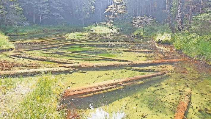 I Laghe in Val d’Ortié, alolo de fora de el Ponte de i Aiade, agnó che ‘l é inze alcuanta piantes roesades: un di i fenirà de se inpradà.
