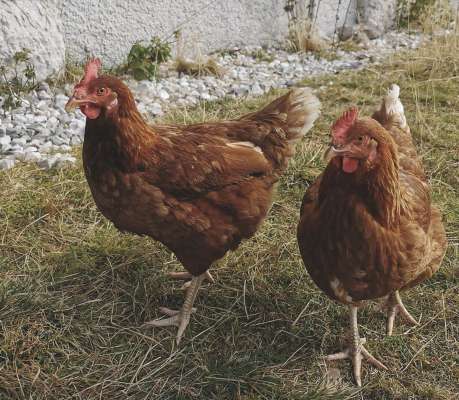 La gialines dëssa pudëi jì ncantëur a na maniera liedia y maië ierba frëscia per fé de bon ueves. (Foto: bring)
