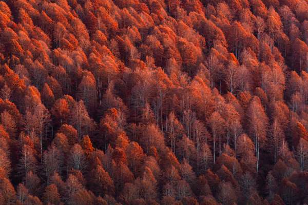 Le retrat cun chël che Ulrike Ploner á davagné le concurs dl Fotoclub Val Badia.
