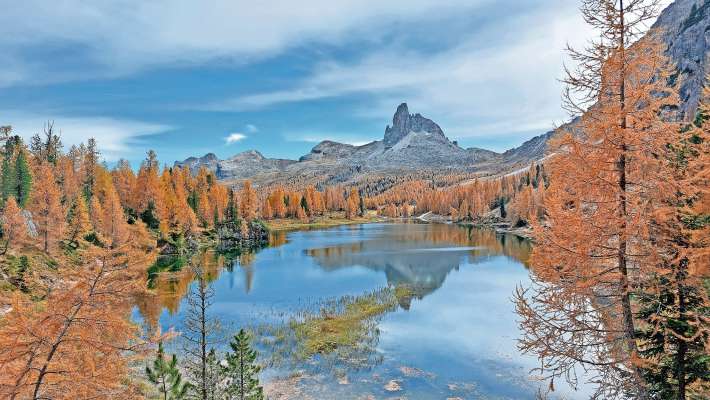 El śal de ra bujeles de i laresc el se specia inze el Lago de Federa, sote ra Croda da Lago: algo de bel da vede e da vive, ogni an de outon.
