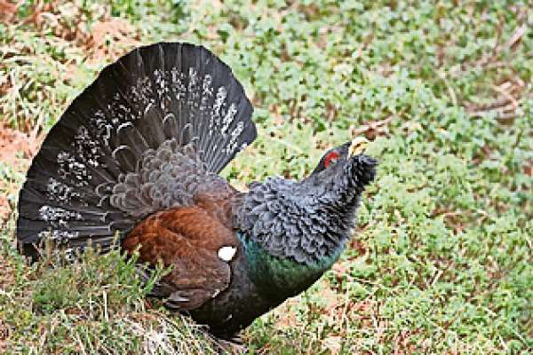 A propojit de louves e gial zedron…