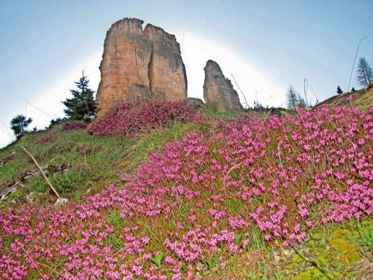 Un mar de brojorada, el fior che vien de ousciuda, a me cont&agrave; che ra natura ra nasce danoo, anche intr&agrave; ra nostra crodes. Anche dap&ograve; de un inverno coscita greo e peśoco.
