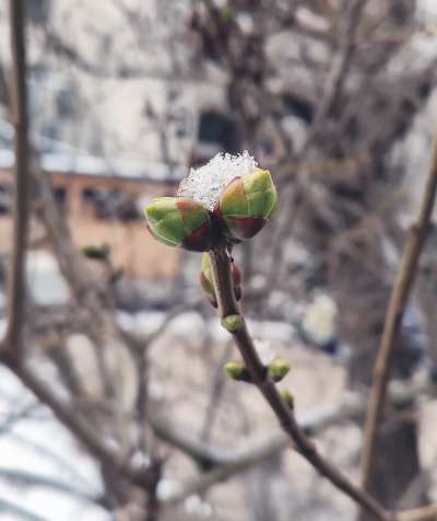 Ciofs flur&euml;sc mo puech, ma la sienes cun giac less&ugrave; ie ntant bele tan che desflurides.
