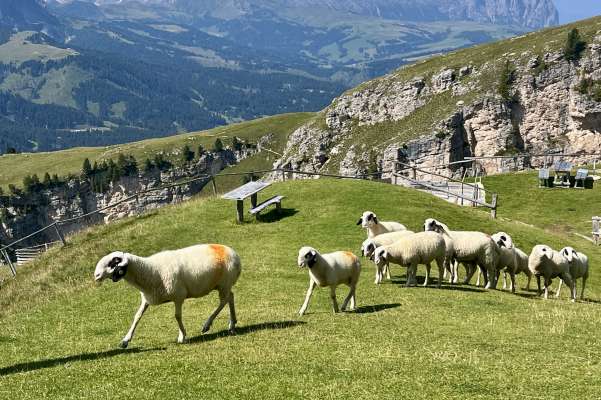 N valguna biesces pra la utia de Stevia, n dum&euml;nia ai 2 de agost.
