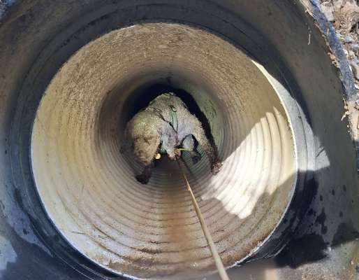 Le cian v&euml;gn trat fora dal ro dal&rsquo;ega. Foto: St&uuml;daf&uuml;ch Corvara
